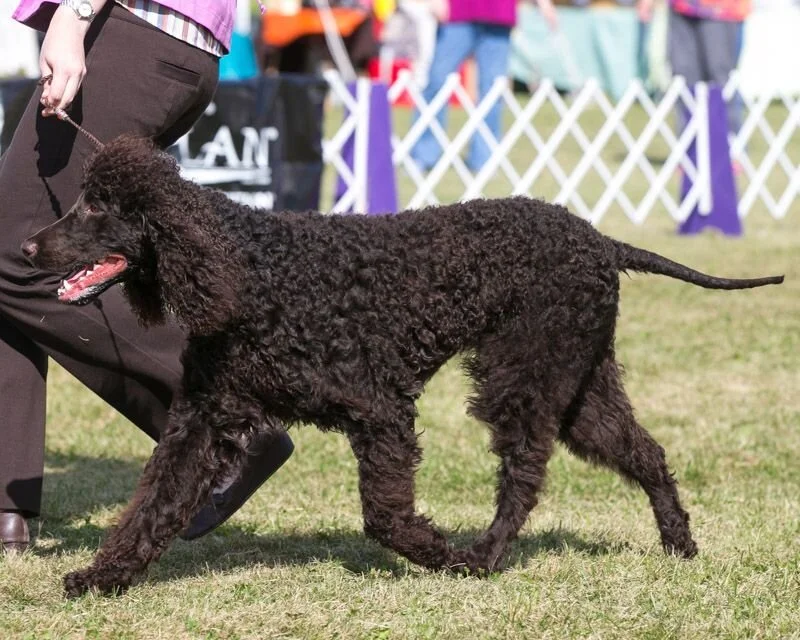 Showing at Wine Country Romulus NY 2017 photo courtesy of Jeremy Kezer