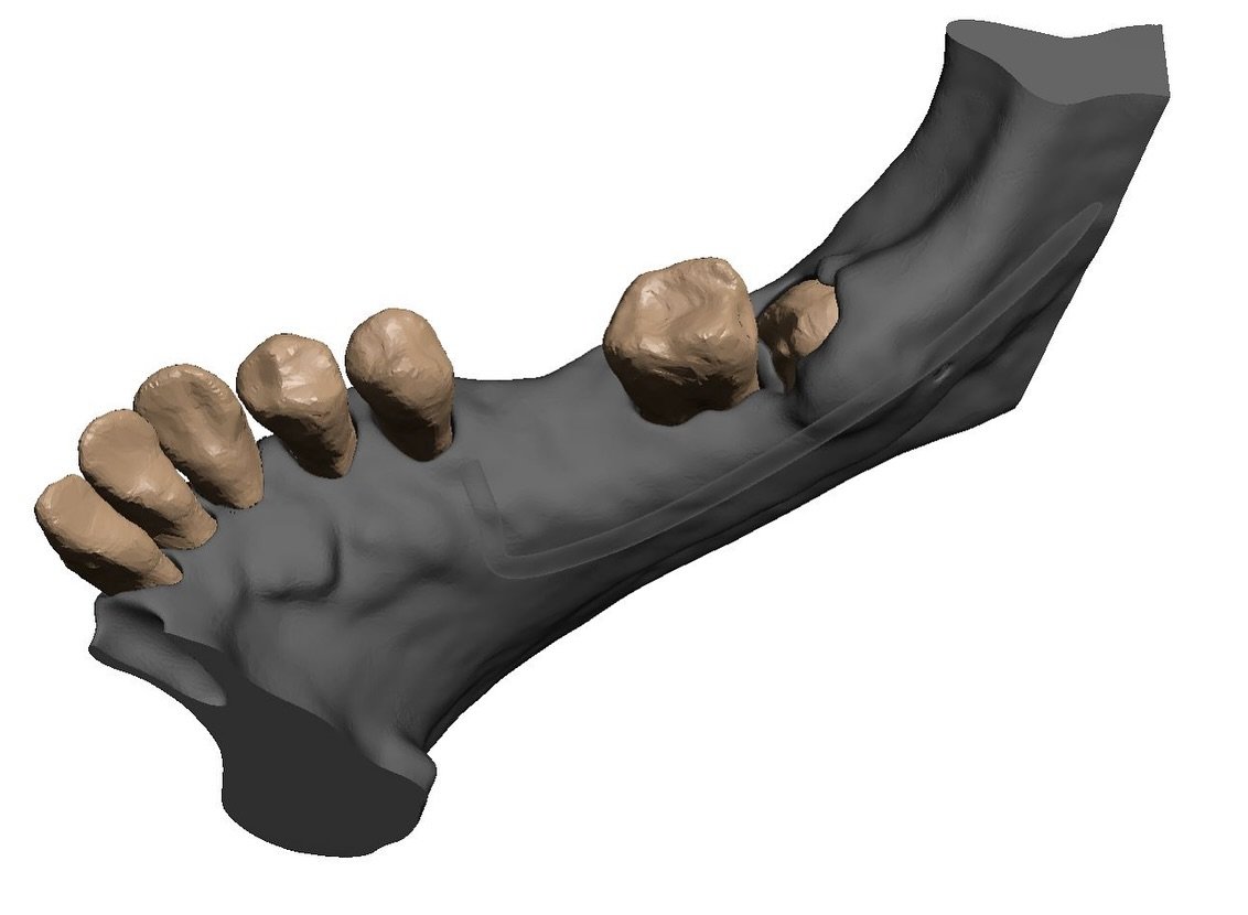 Half arch from our lower mandible with third molar. Coming soon or dm to order! #mandible #thirdmolar