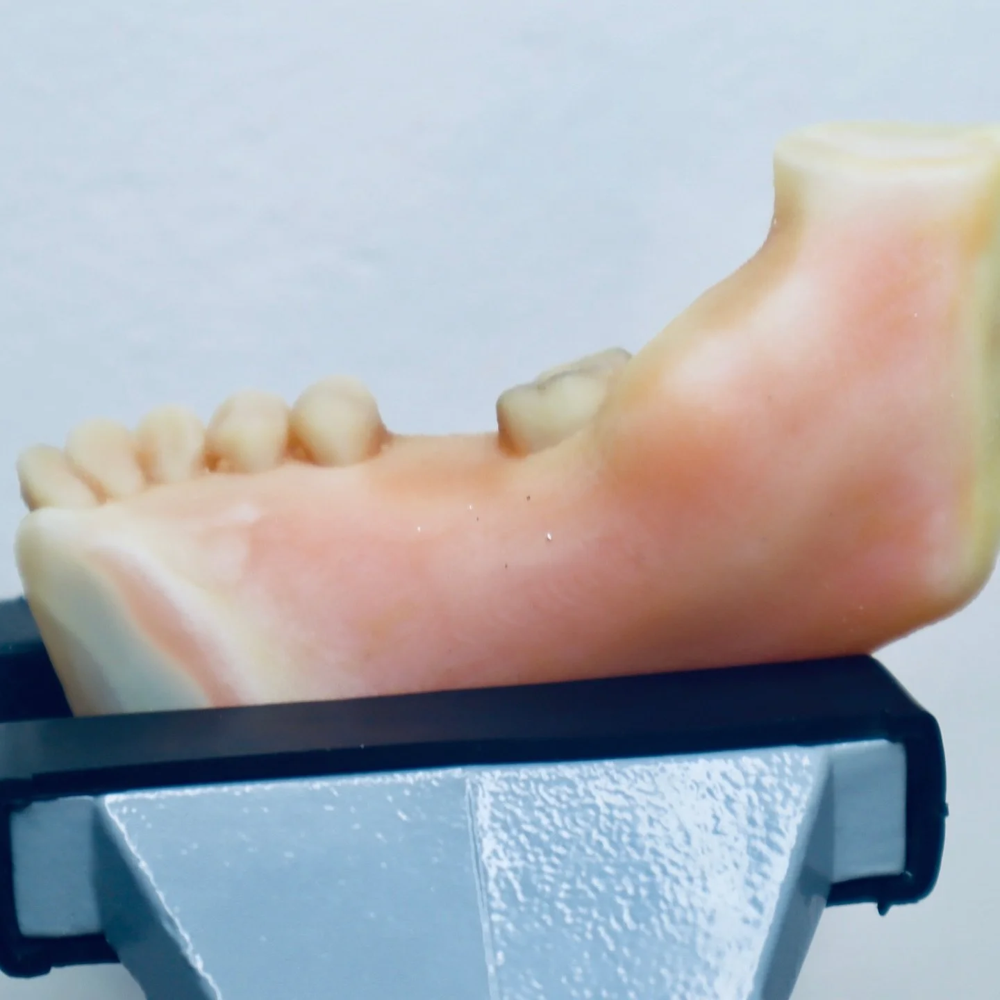Table mount with third molar extraction model.