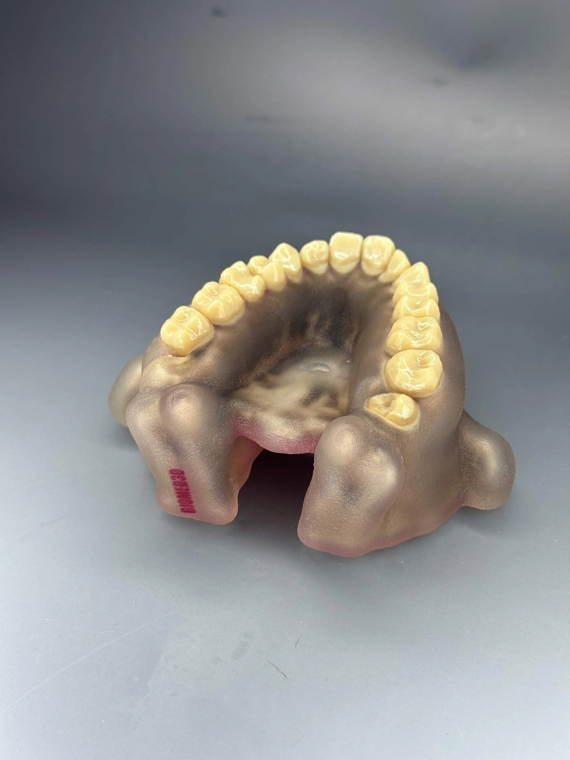 BIOJAW Maxillary Endodontic Apical Surgery Model (with Internal Anatomy)