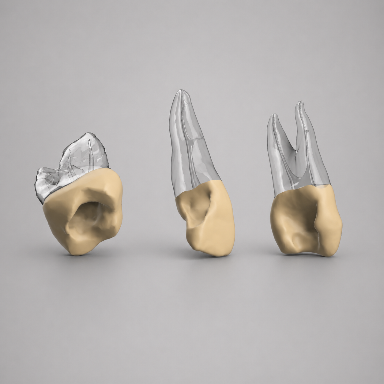 Vital Pulp Therapy Teeth Pack (3)