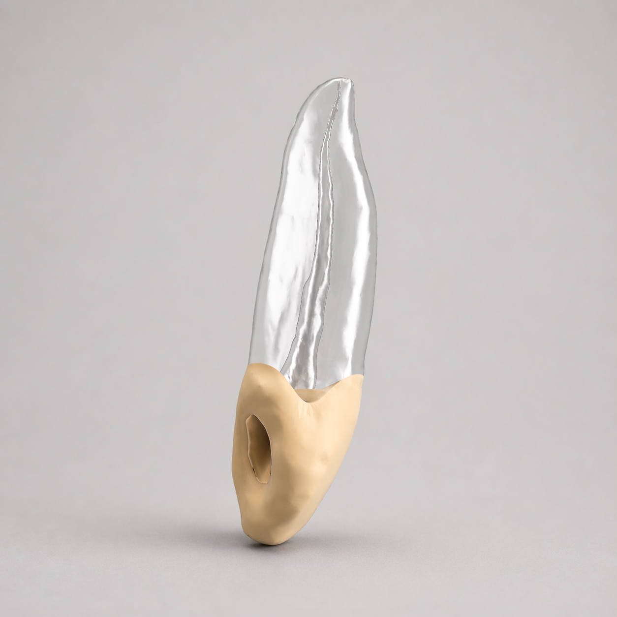 Tooth #6 Accessed (Upper Right Canine)