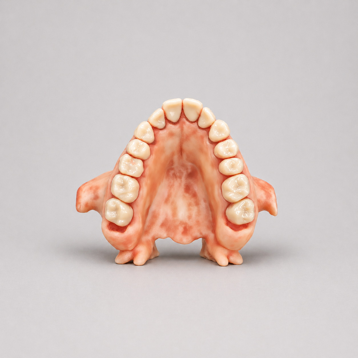 BIOJAW Maxillary Endodontic Apical Surgery Model (with Internal Anatomy)
