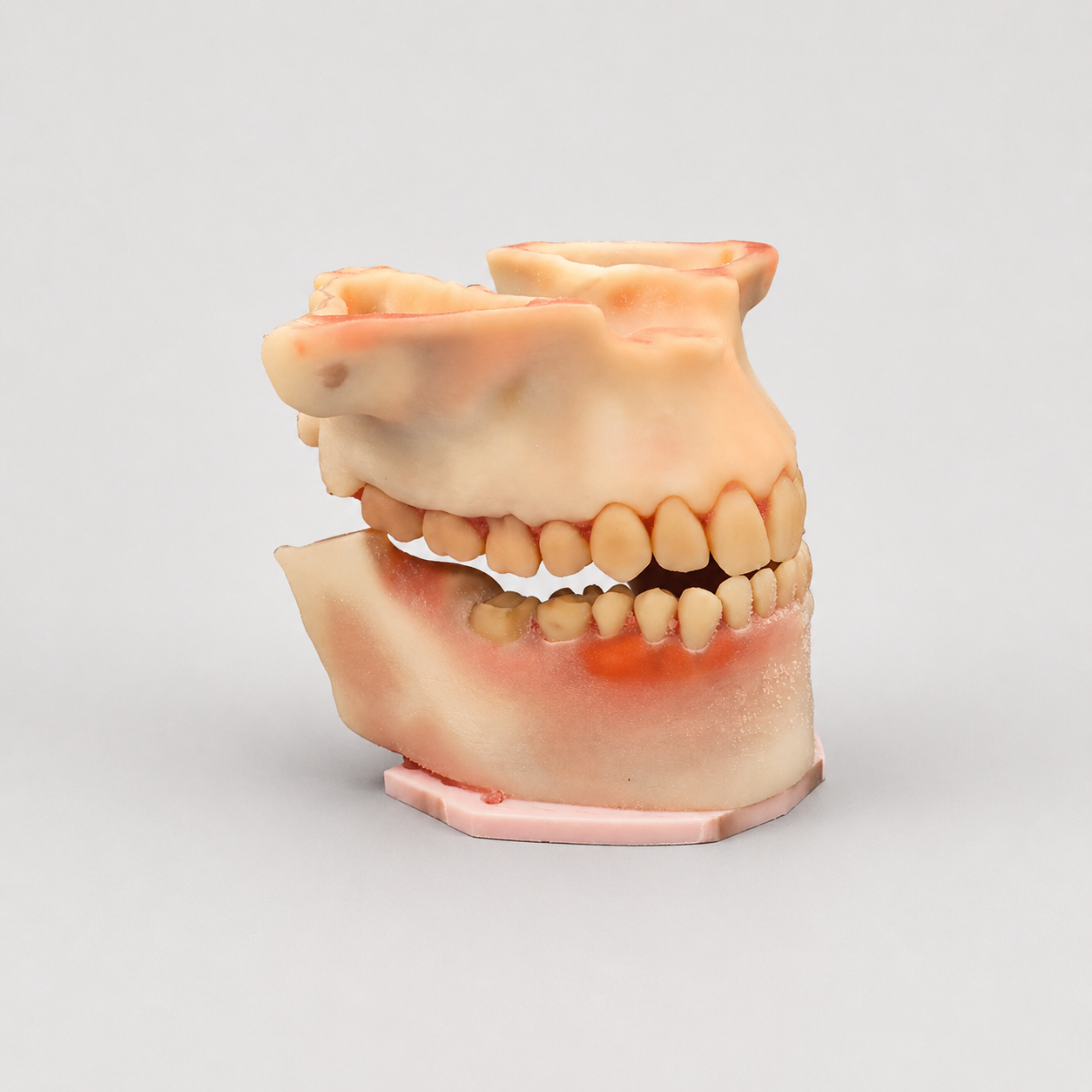 Full Oral Surgery Simulation Kit (Extraction + Suturing + Nerve Anatomy)