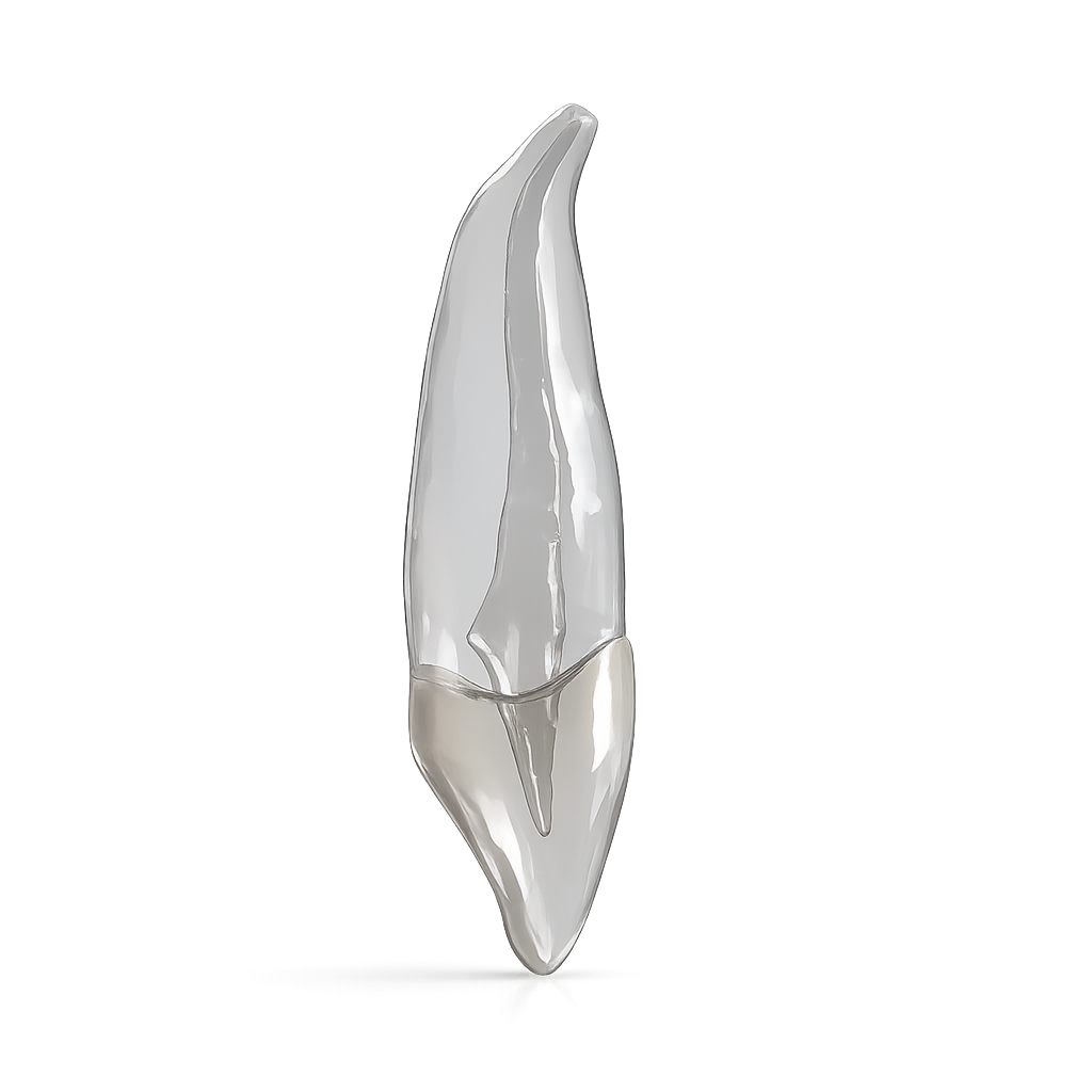 11_transparent_1.png
