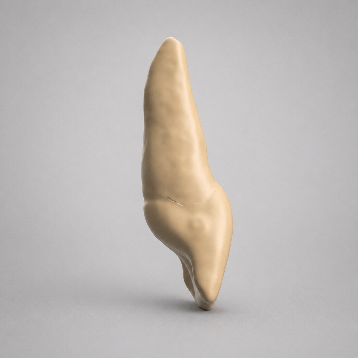calicified_9_opaque.png