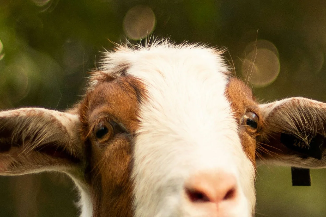 goat yoga at sawtooth