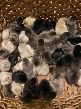 (15) Barnyard Mix Chicks