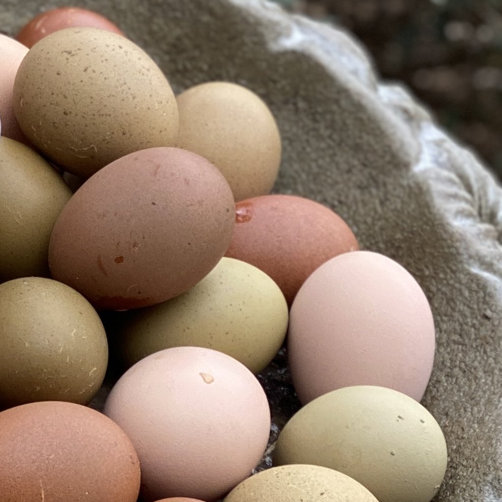 (12) Barnyard Mix Chicken Hatching Eggs