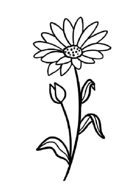 Aster-September Birth Flower