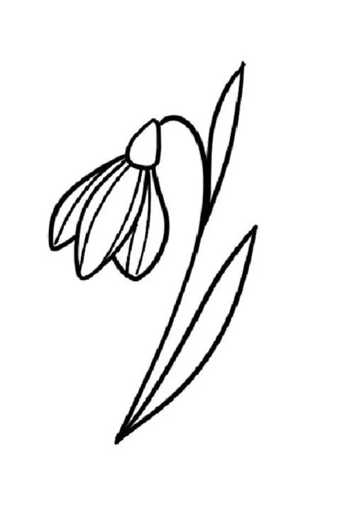 Snow Drop-January Birth Flower
