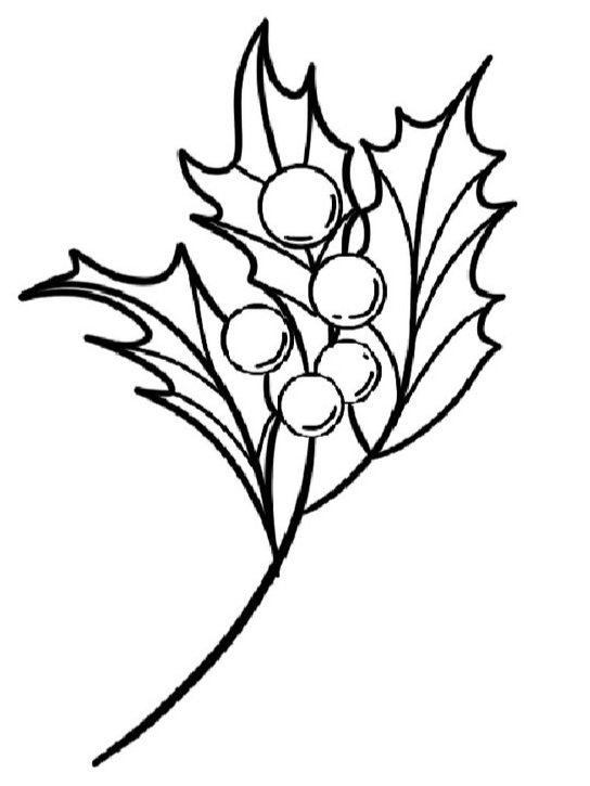 Holly-December Birth Flower
