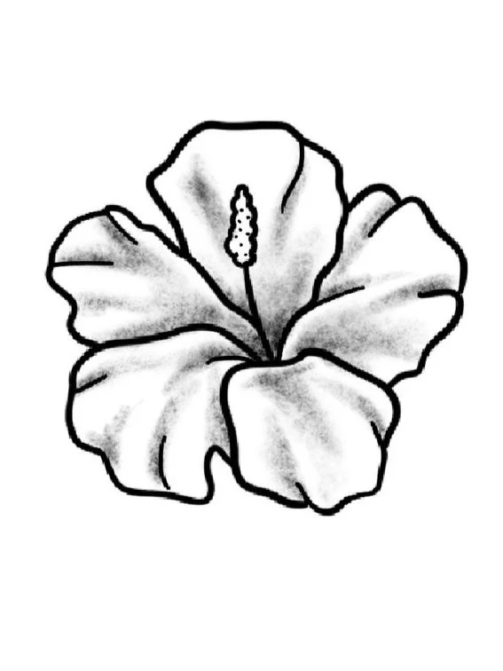 Hibiscus-Fine Line