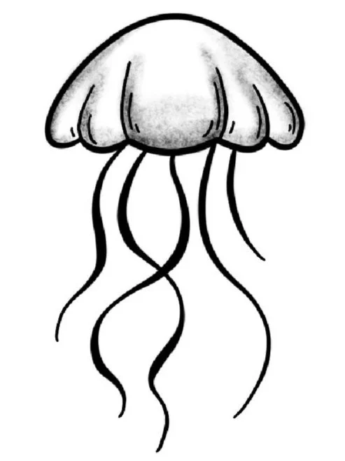 Jellyfish-Fine Line