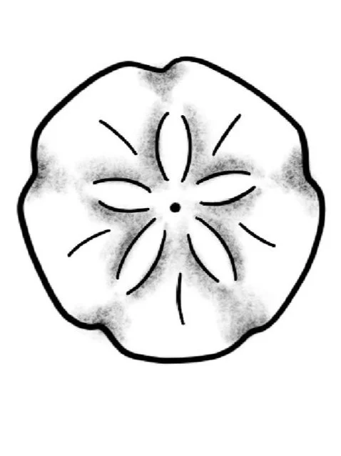 Sand Dollar-Fine Line