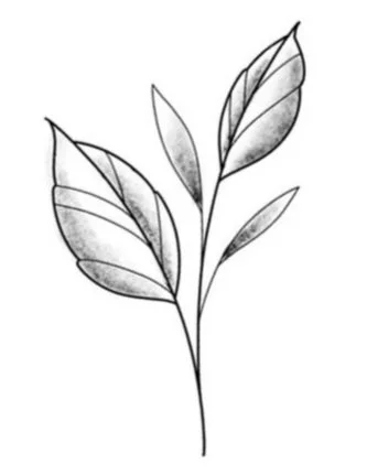 Small Branch-Fine Line