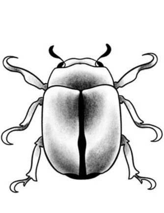Beetle-Fine Line