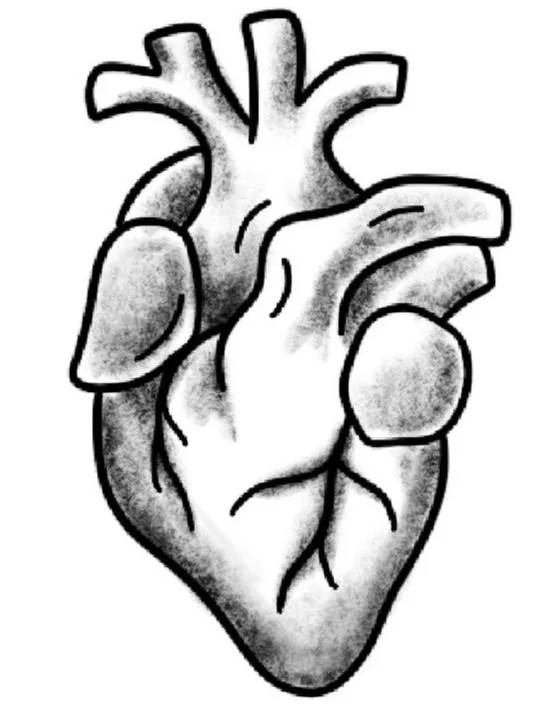 Anatomical Heart-Fine Line