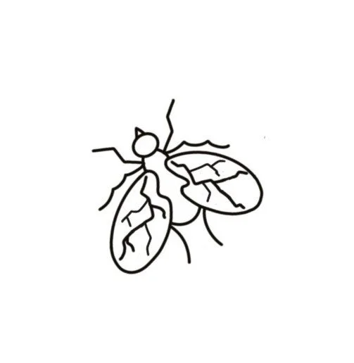 Fly-100s-1.5"-$100