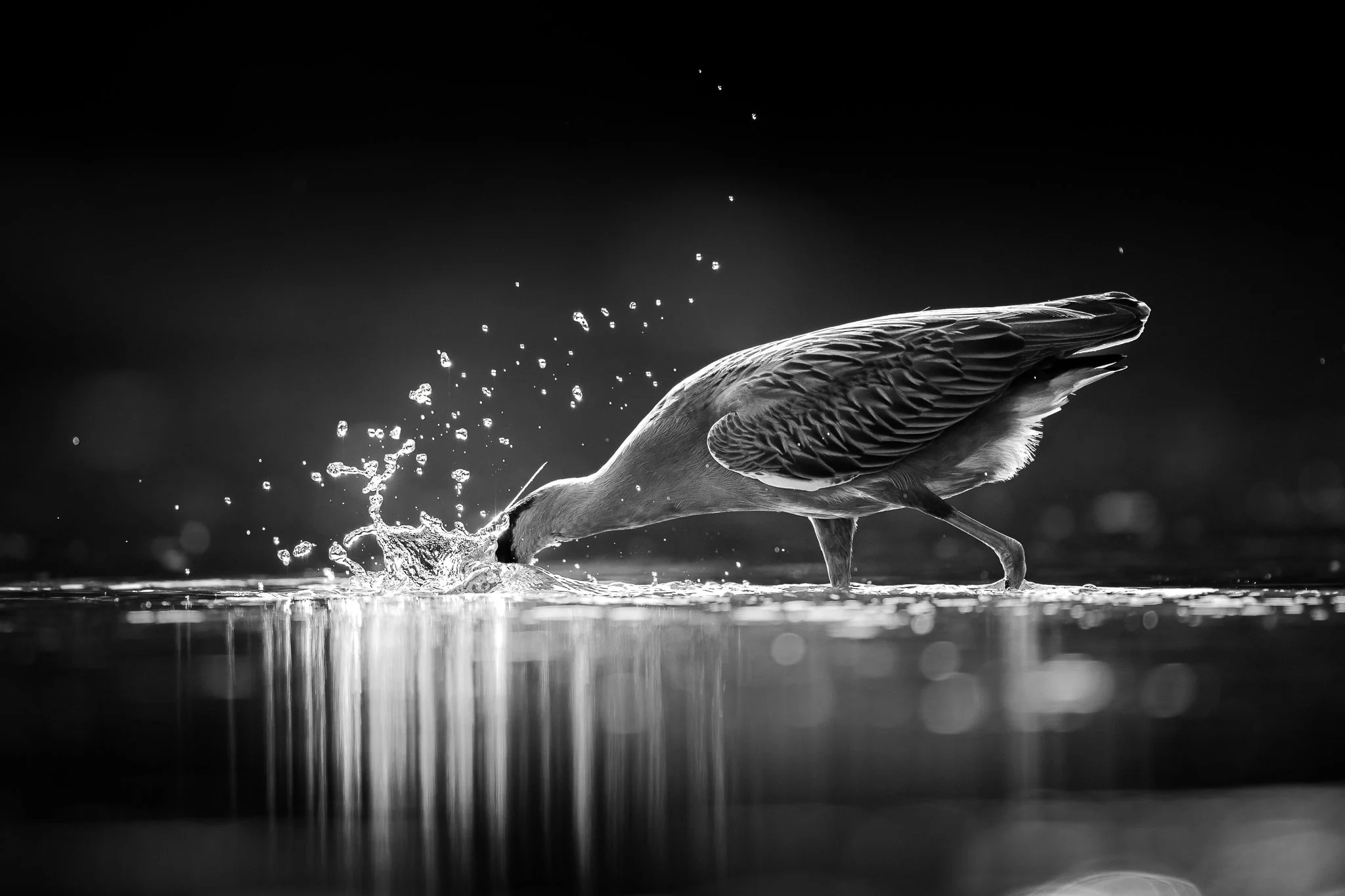 _ND50345-Edit.jpg