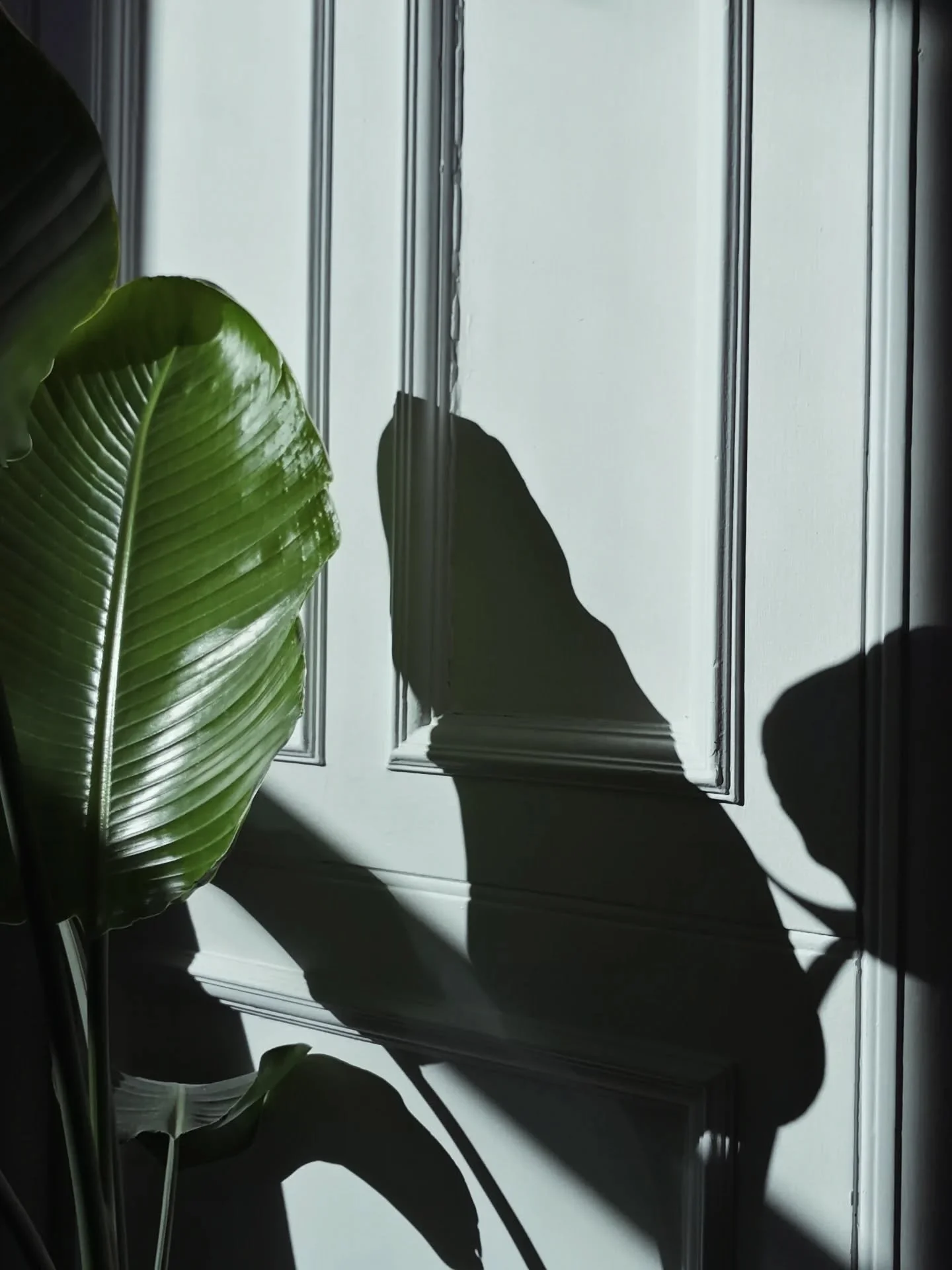 Amazing sunlight in Edinburgh this weekend and so warm..... enjoying shadows and the soft tones of a wilting vase of flowers from 3 weeks ago.....