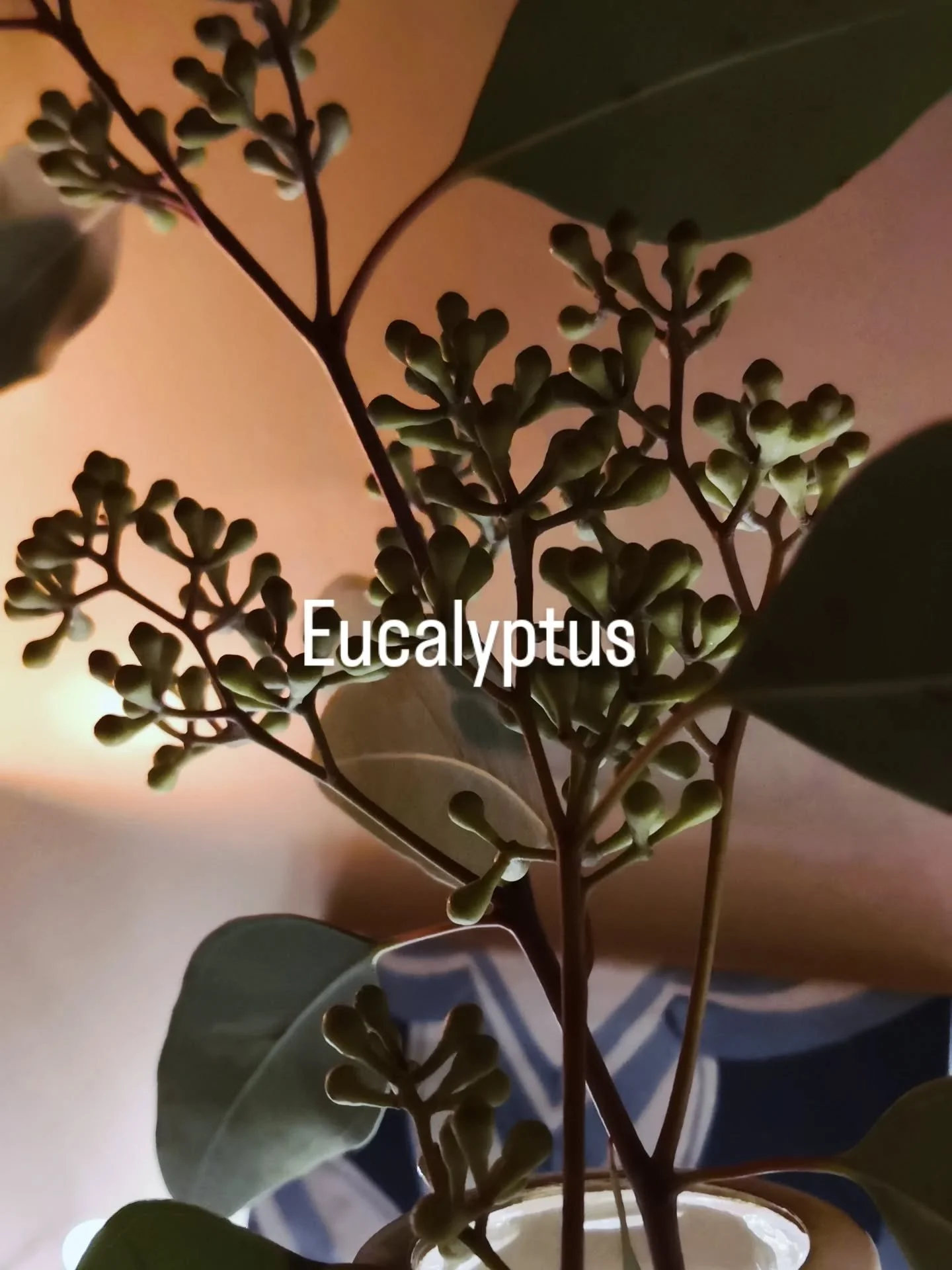 Eucalyptus..... one of my favourites at my favourite time of the year.....