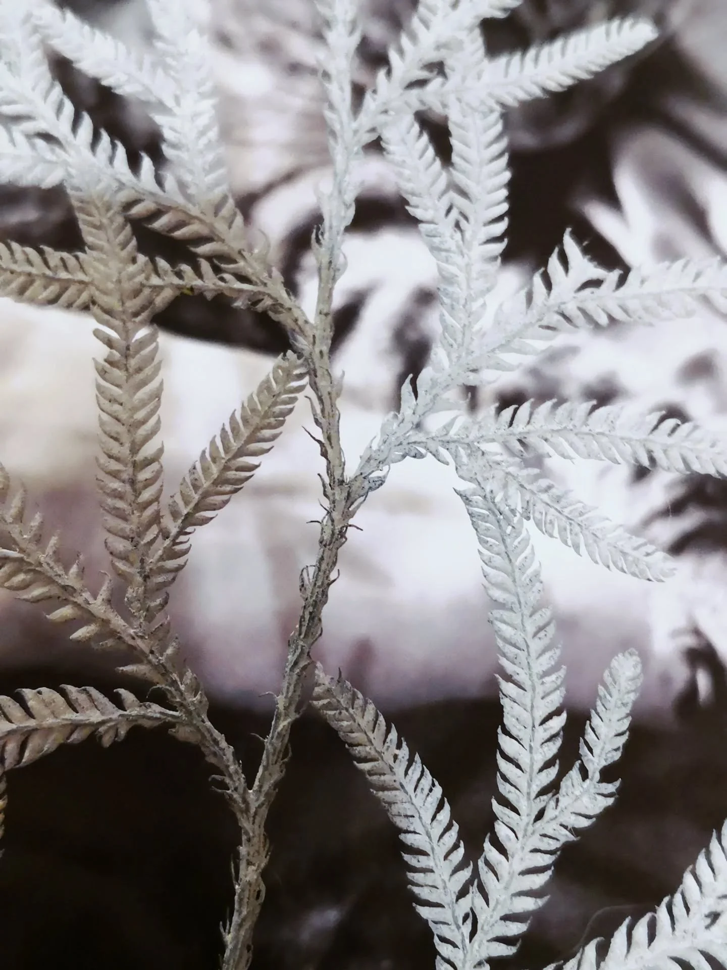 Found a frond in a magazine trapped inside my plant press.... a beautiful grey hue caught in time from the last printmaking session some time ago..... I think I'll use it as a positive for a screenprint.... it has some stories to tell this one, origi