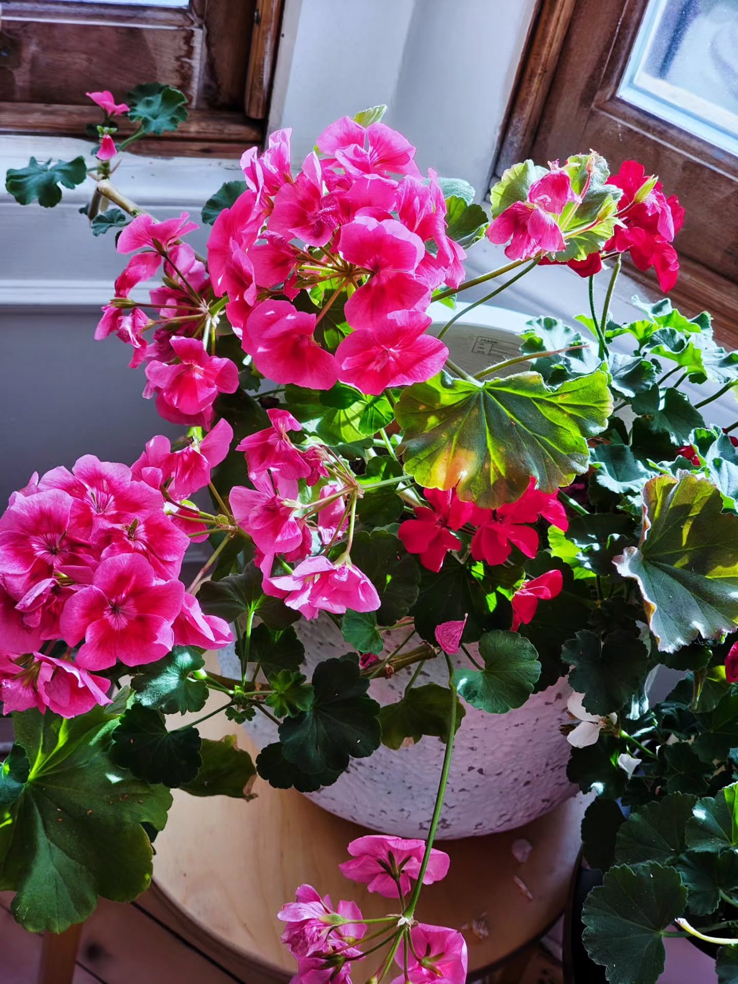 The happiest geranium ever.....she just keeps blooming...