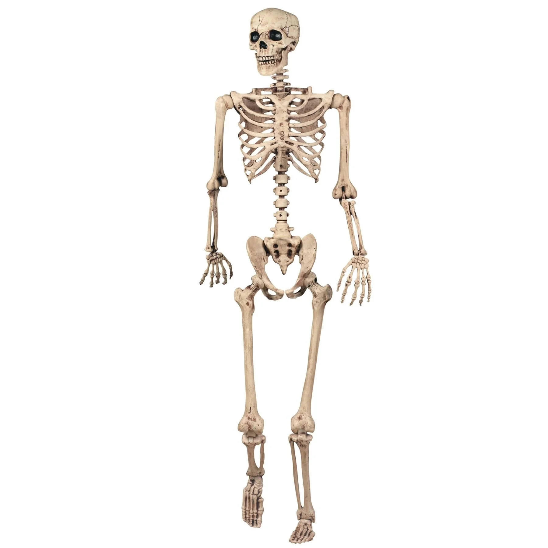 Poseable Halloween Skeleton