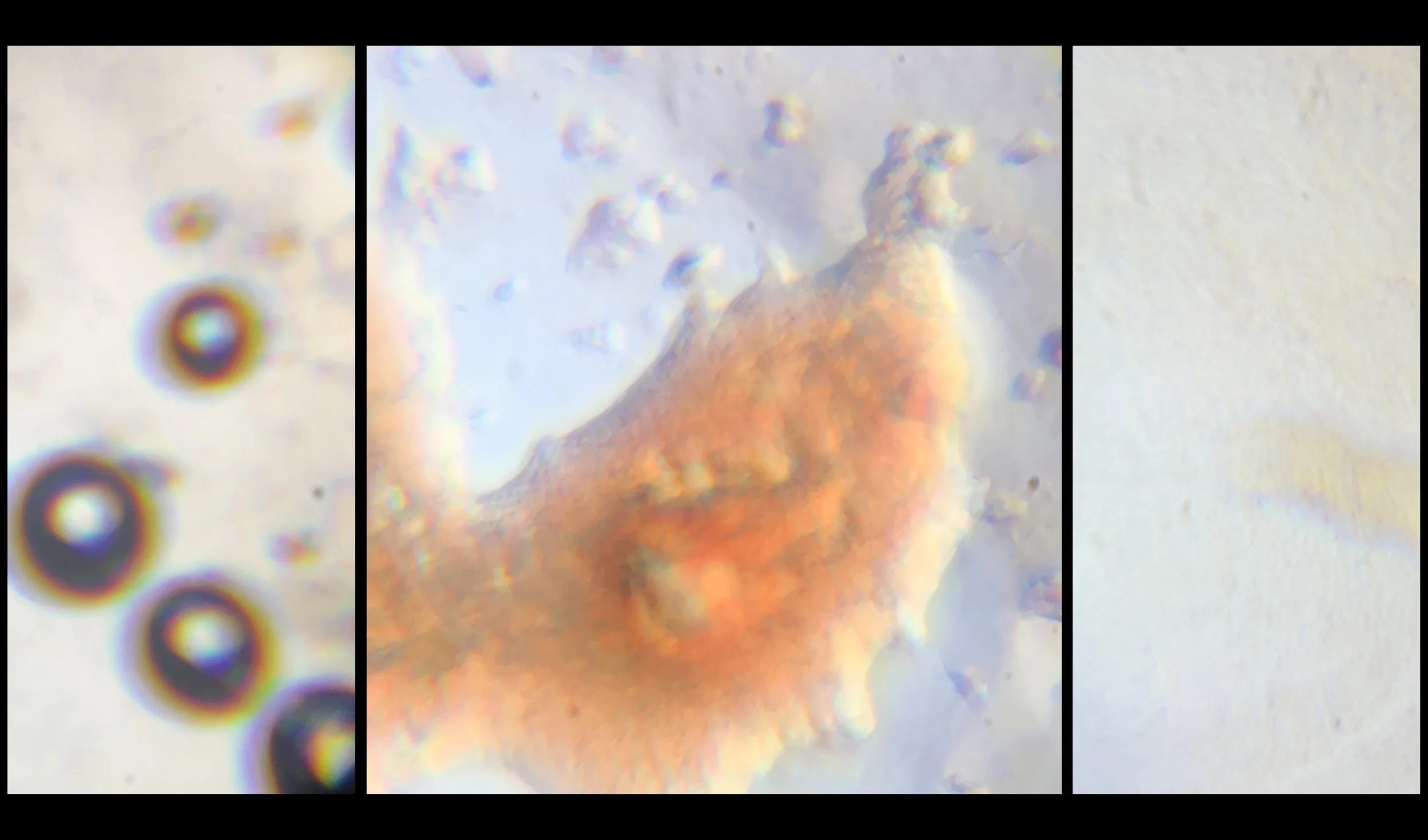 Garden of Earthly Delights.jpg