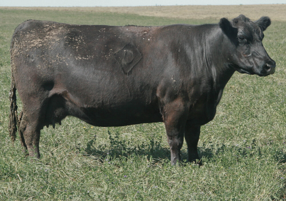 Angus Cow