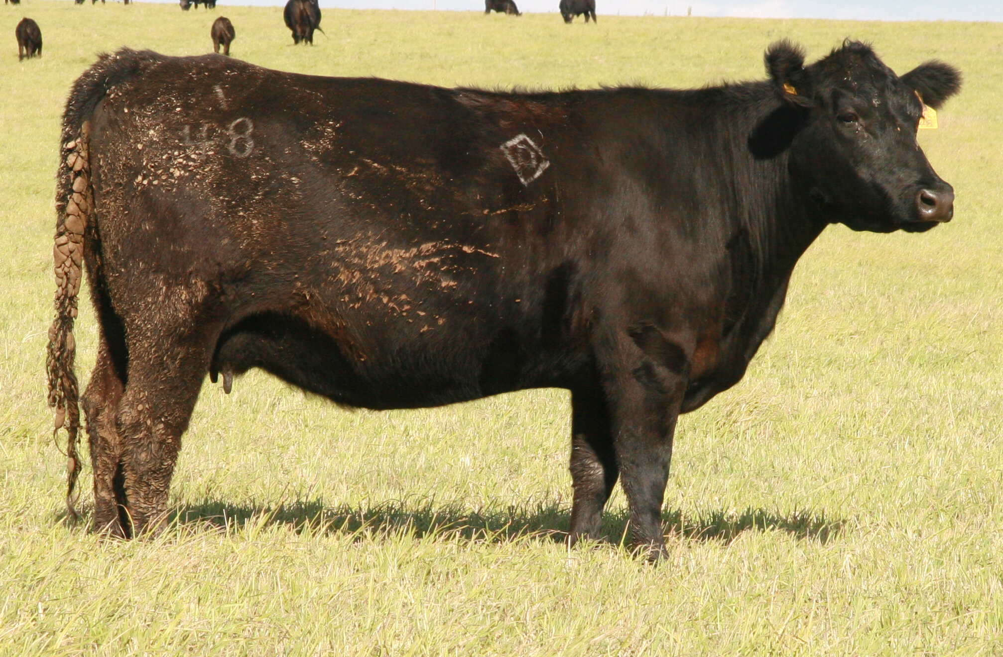 Angus Cow