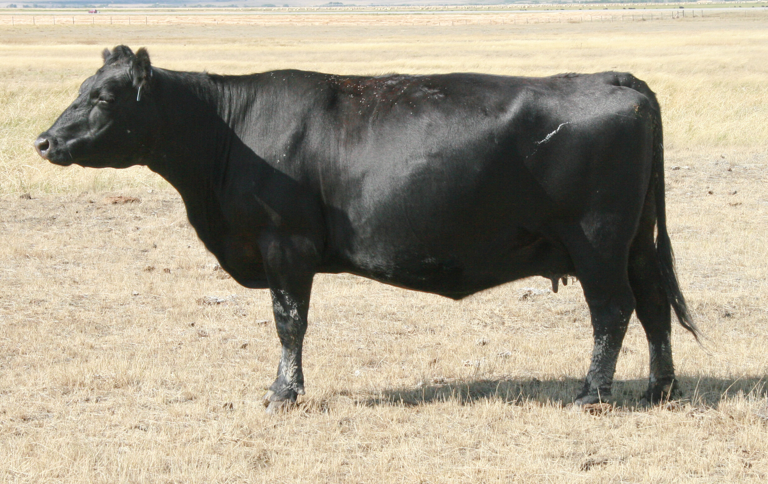 Angus Cow