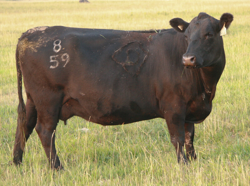 Angus Cow