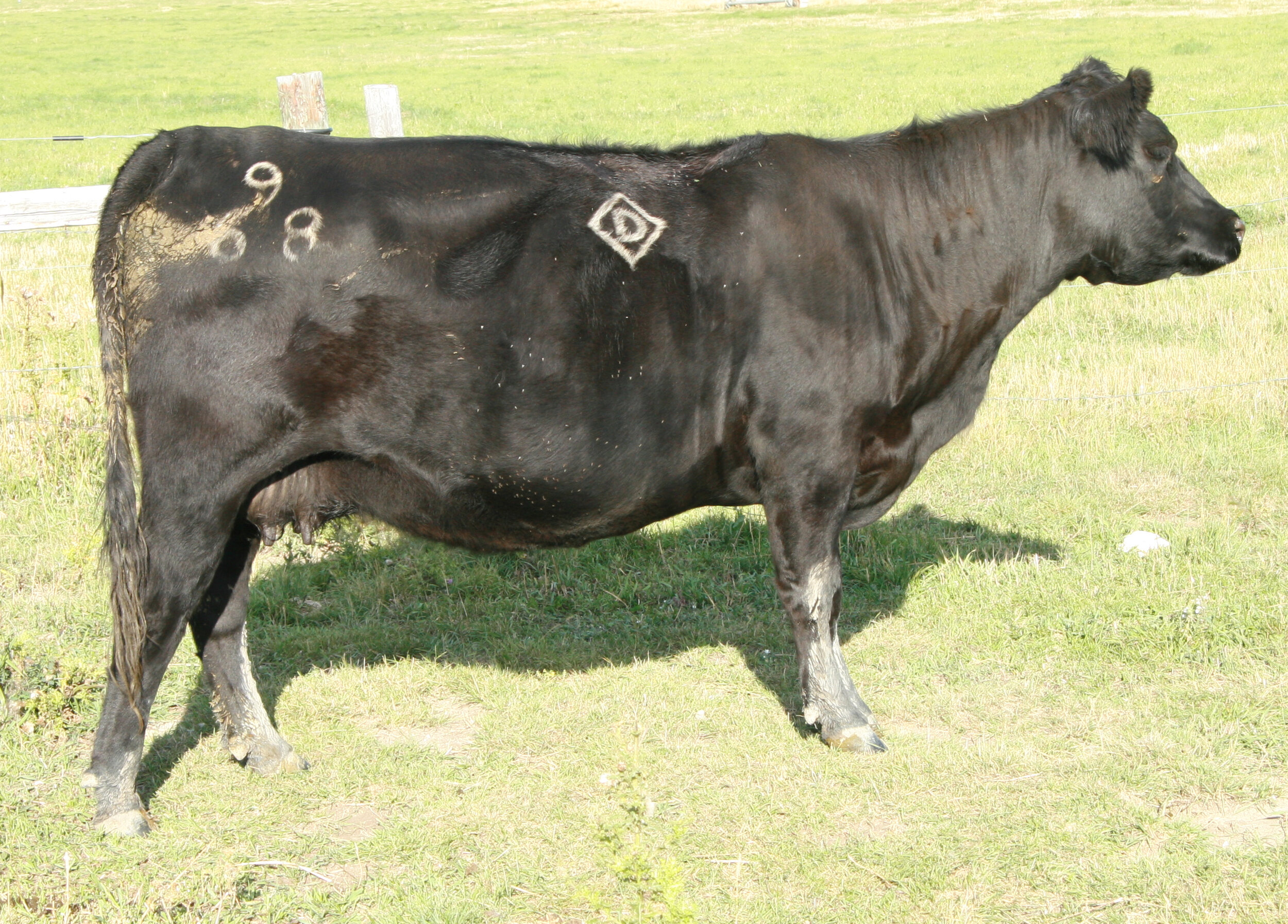 Angus Cow