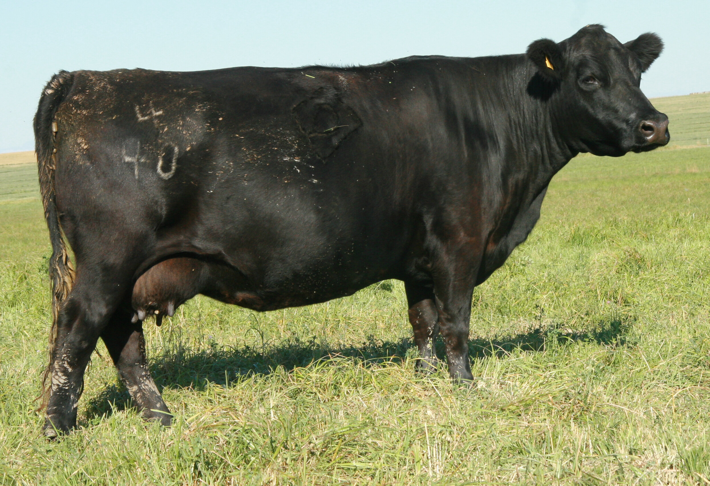 Angus Cow