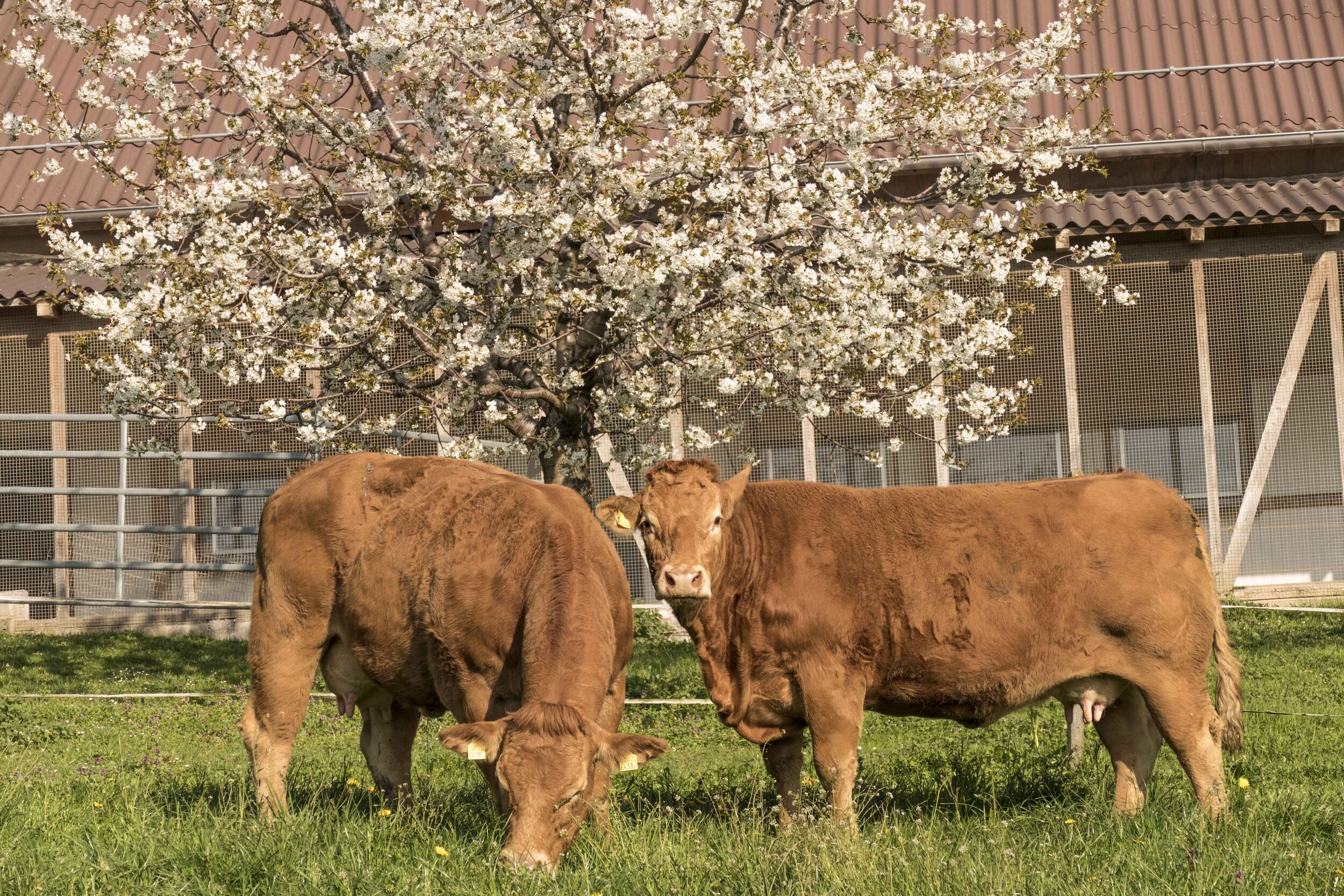 Zwei Junge Limousin Kühe weiden auf der grünen Wiese neben Freis Hoflädeli in Ehrendingen.