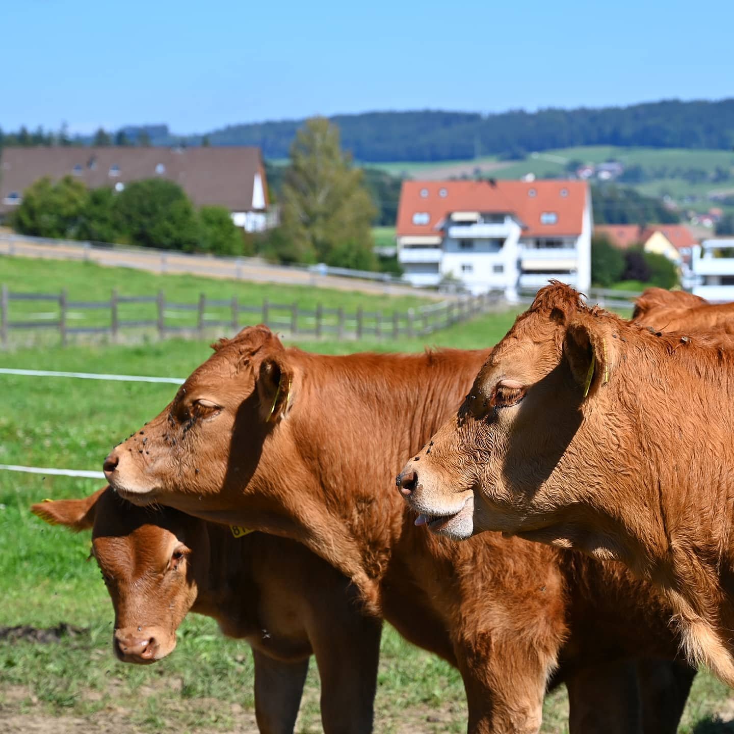Frische &Auml;pfel und Birnen sind in Sichtweite - ab sofort im Hofl&auml;deli.

#ehrendingen #vonhiervonherzen
