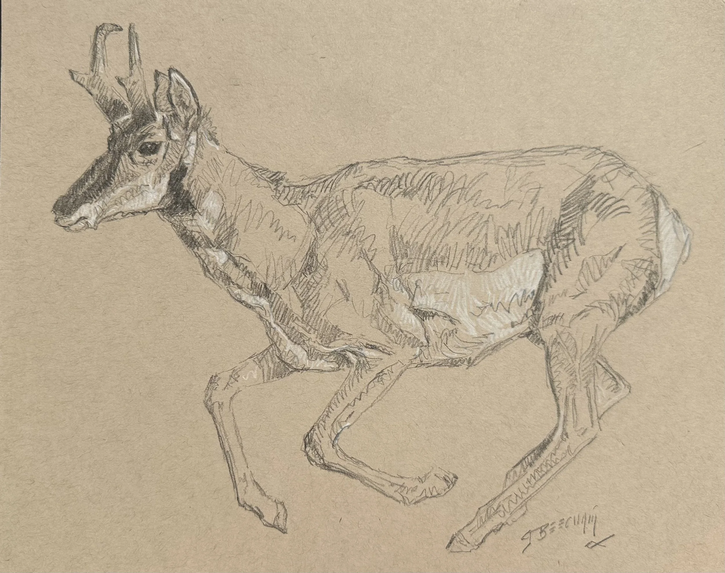"Antelope Sketch" - Greg Beecham