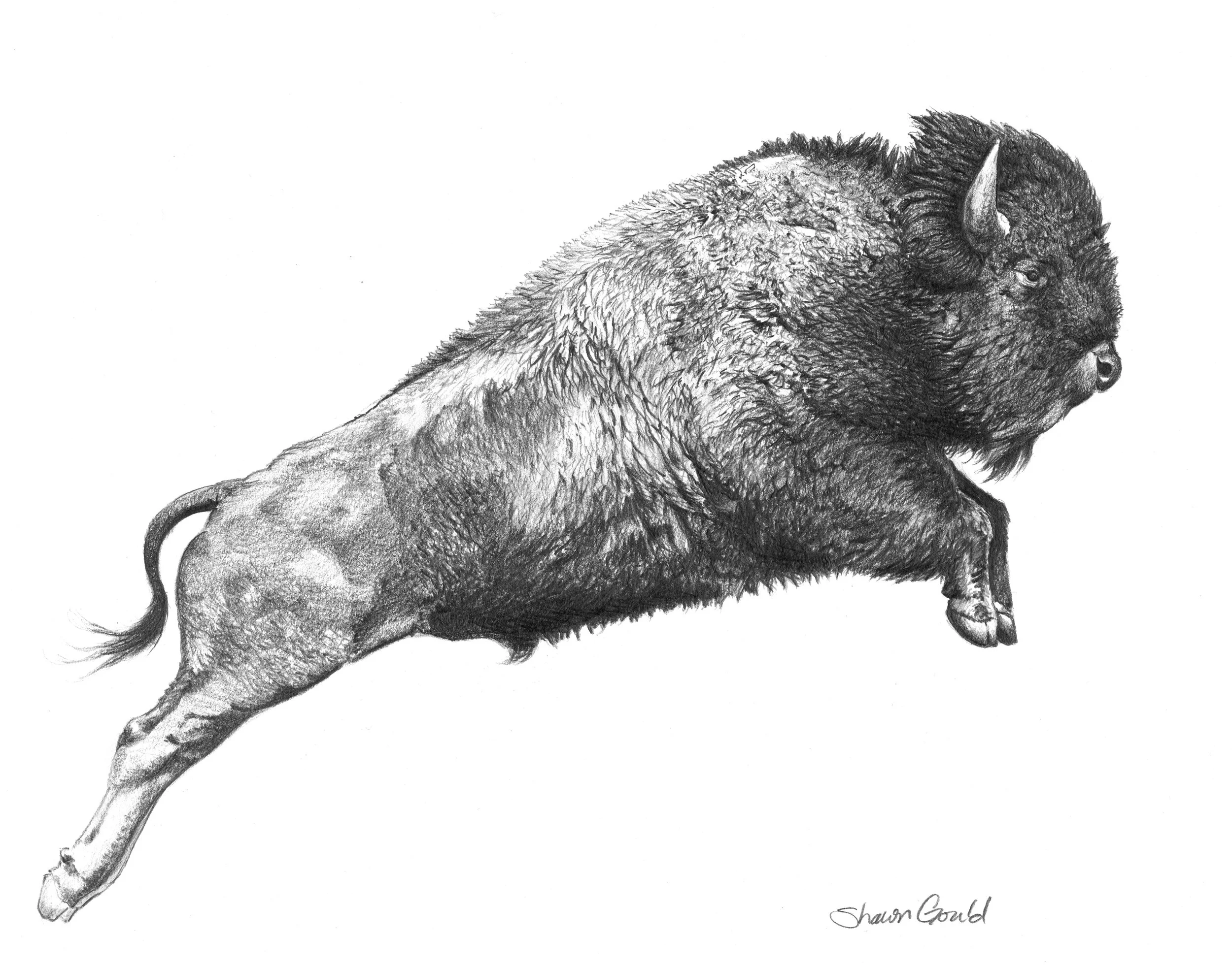"Buffalo Sketch" - Shawn Gould