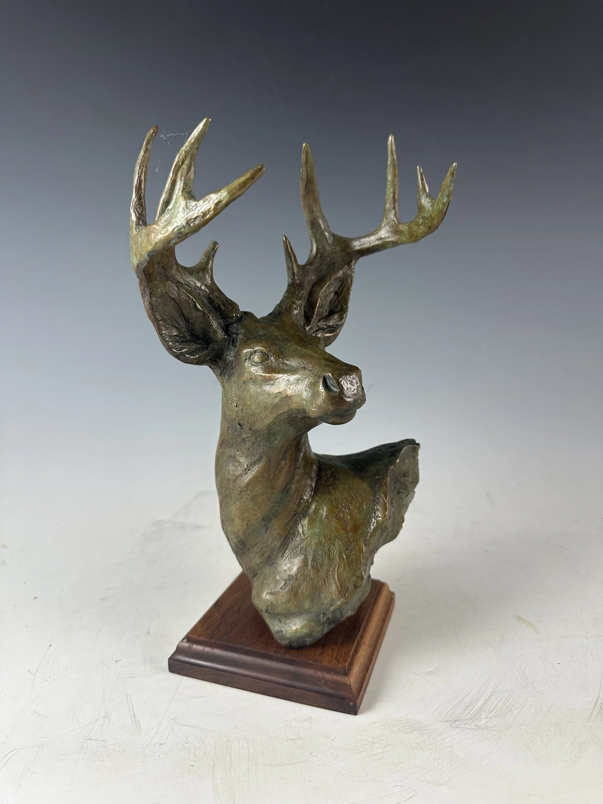 "Mule Deer Study" - Sandy Scott