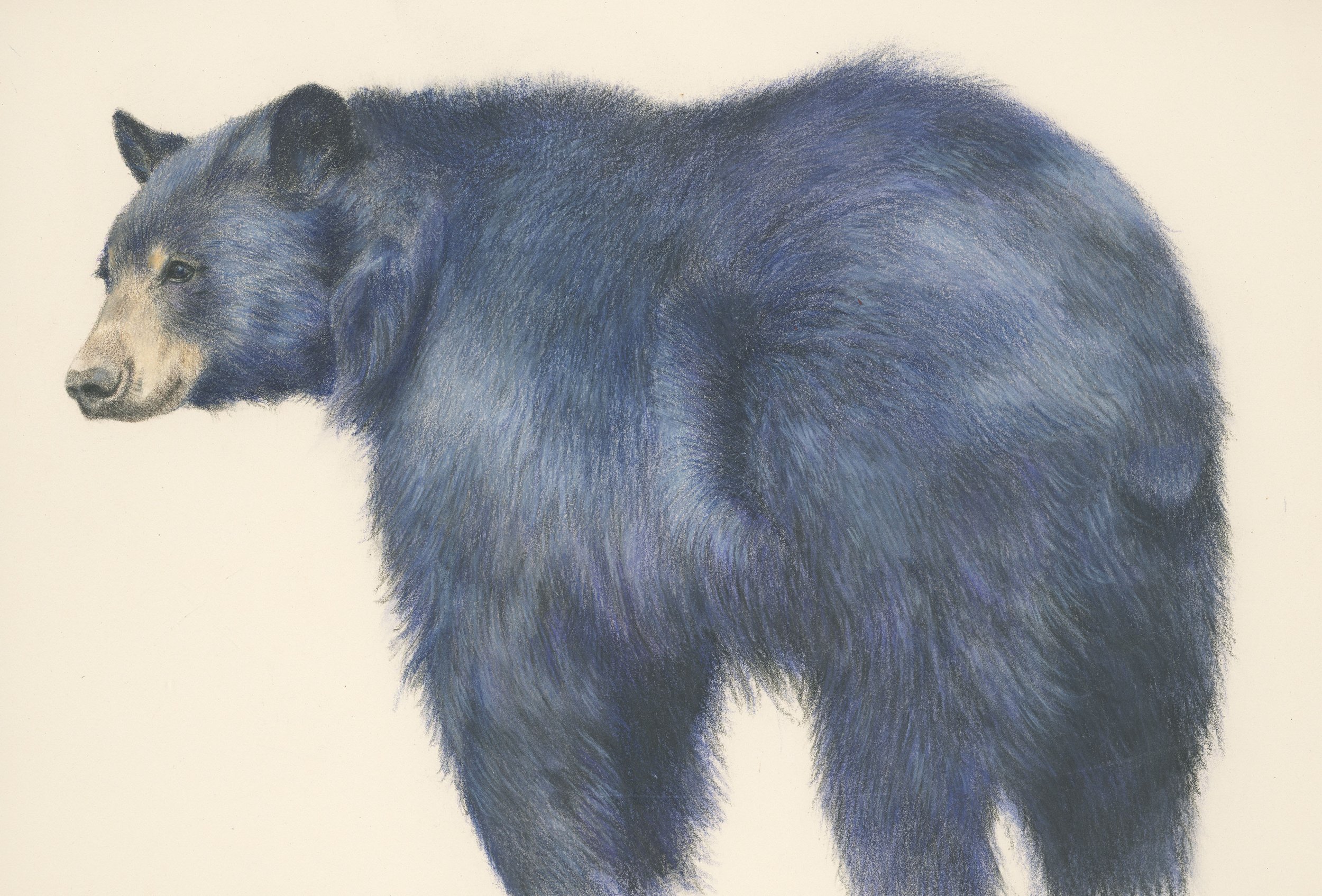Timmons_Karmel_BIN_2025 Blue Bear.jpg