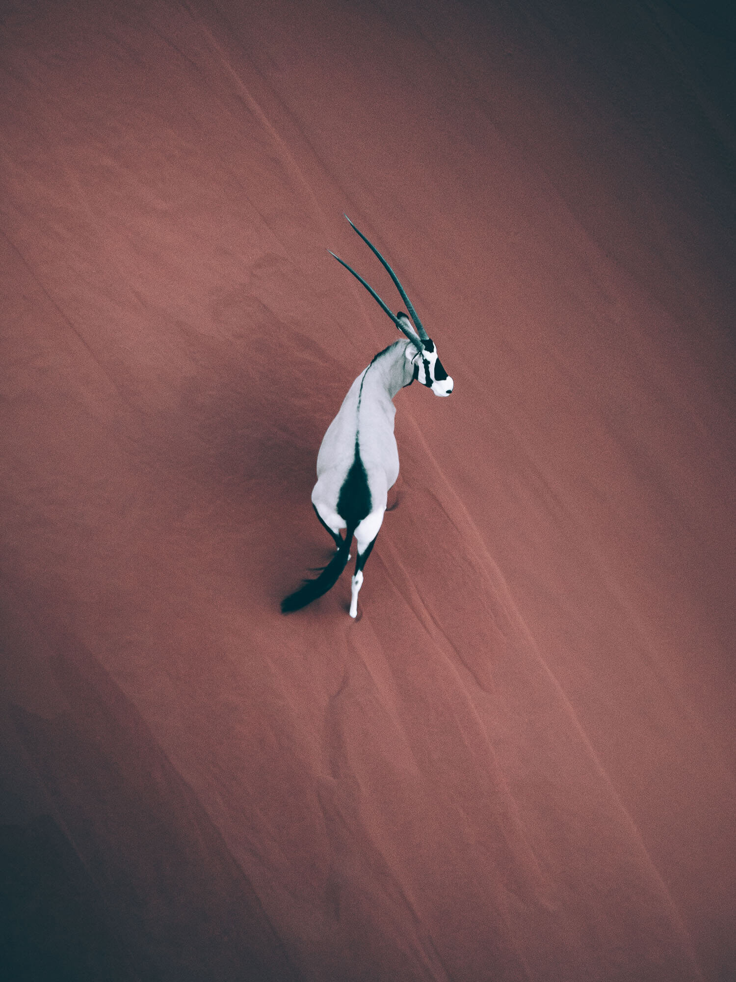 Oryx Namibia Aerial Photography.jpg