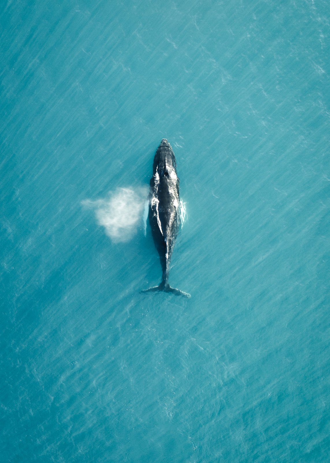 Aerial Photography Art Humpback Whale.jpg