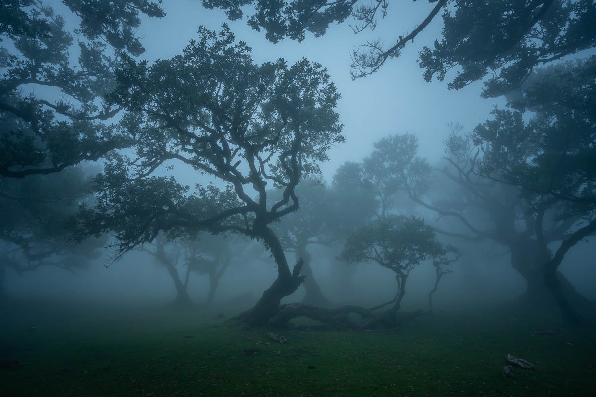 Misty Fanal Forest of Madeira_.jpg