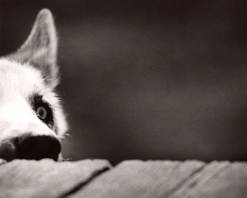 Crouser_M_Dog109.jpg