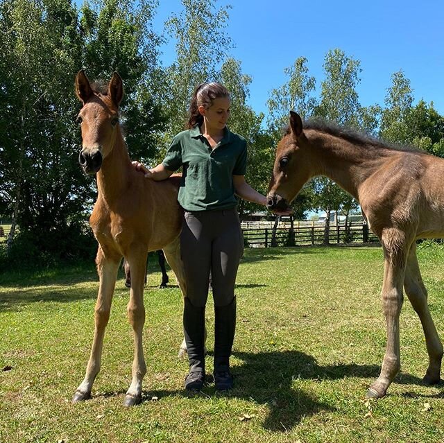 @olliephillips98 can we play baby ponies again soon please? 😂😍 anyone else in love with these two?! #horses #horsesofinstagram #stuntrider #equestrian #liberty #babyponies #cuteponies #cuteanimals