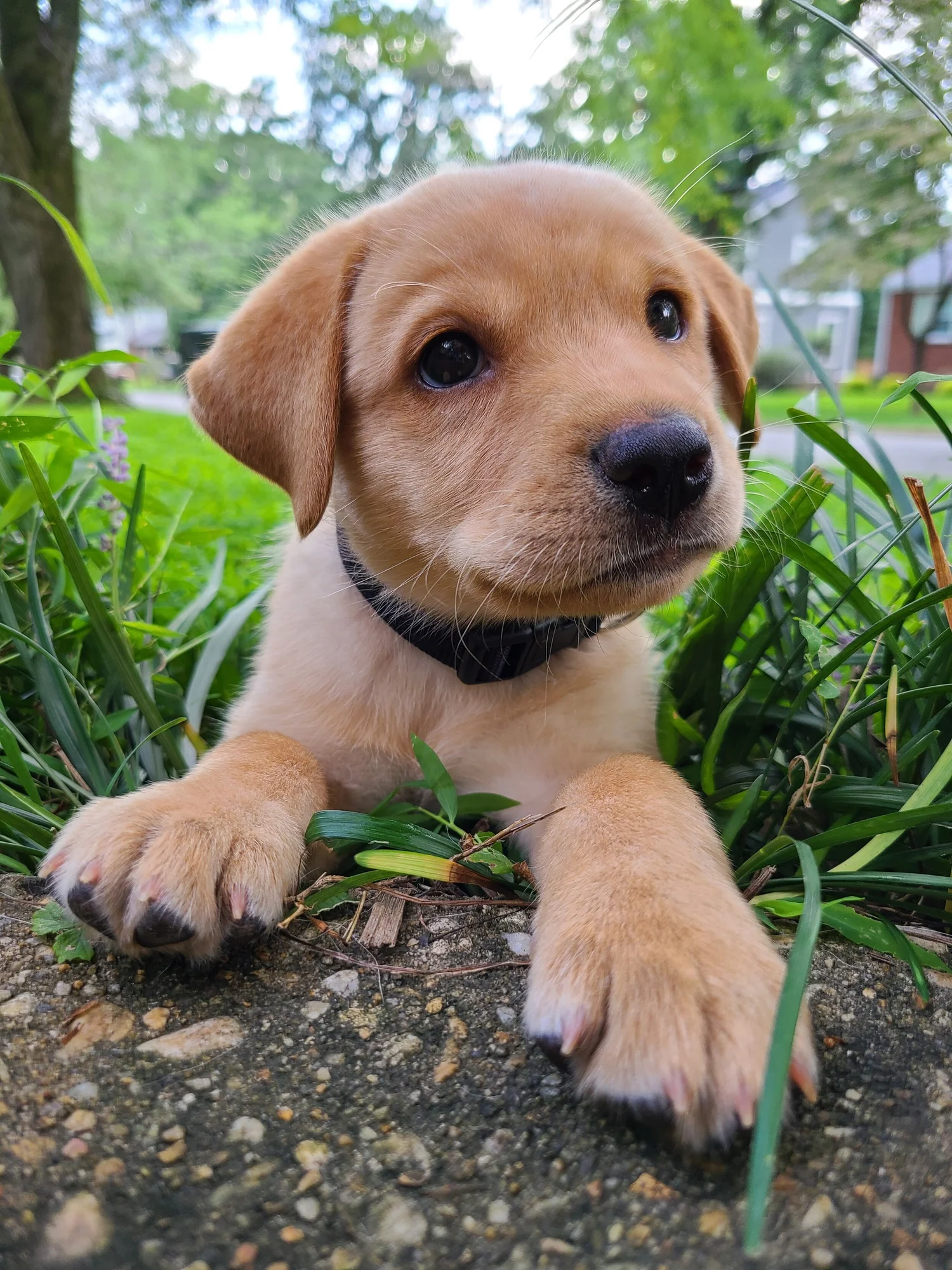 Puppy chow christmas candy recipe