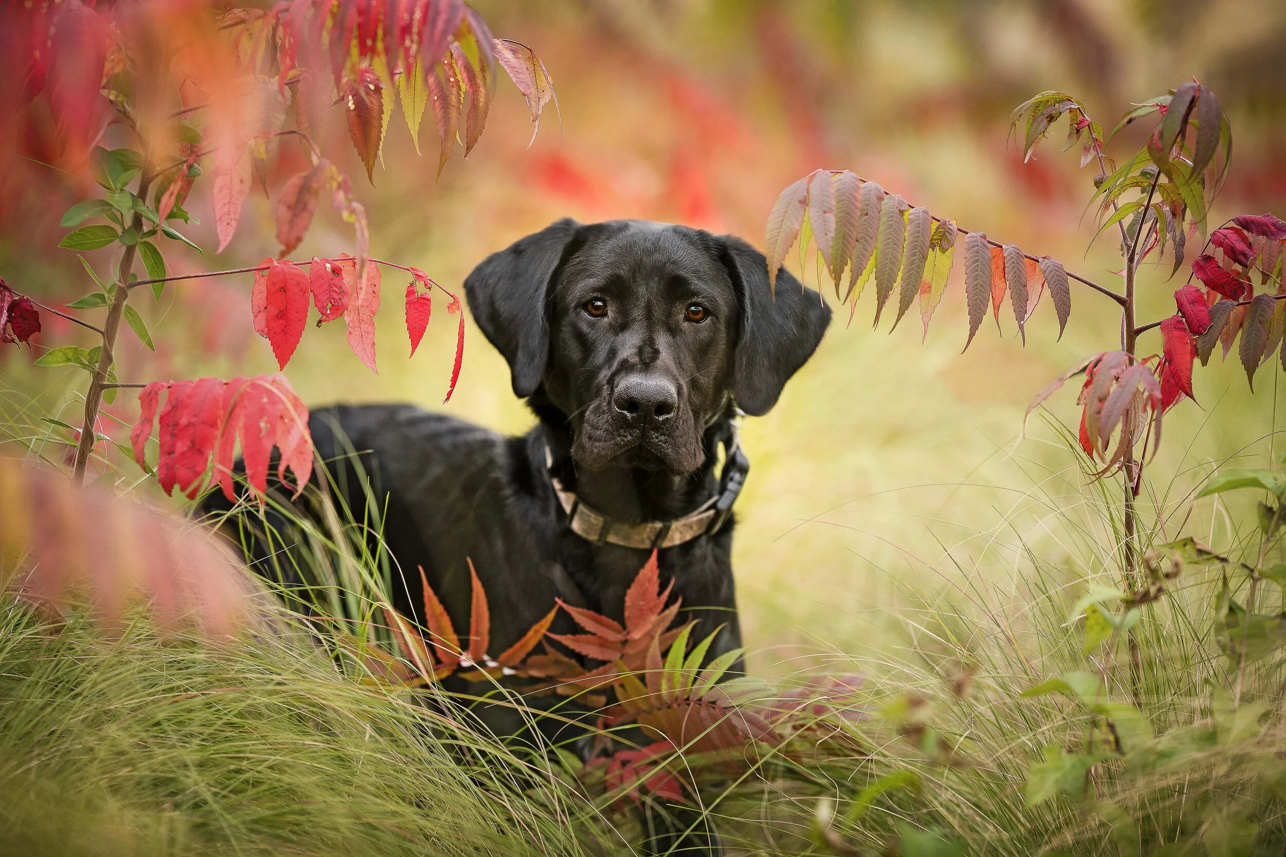 Brunswick Veterinary® Office