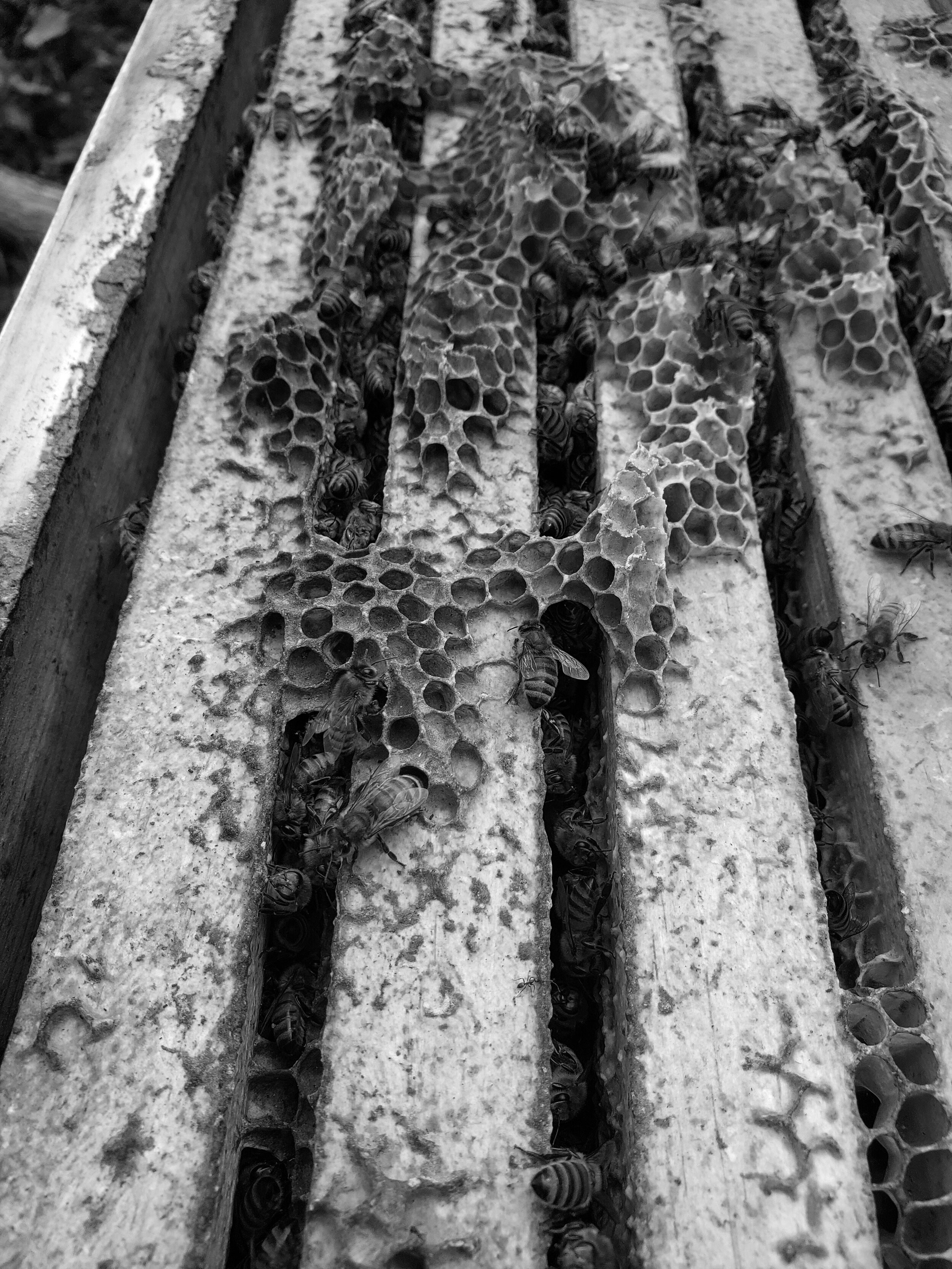 comb2.jpg